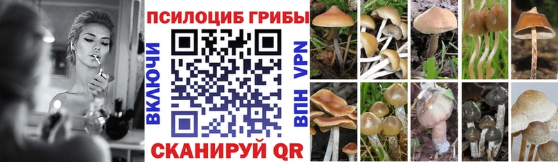 Галлюциногенные грибы Psilocybe  ОМГ ОМГ зеркало  Губкинский  цены наркотик 
